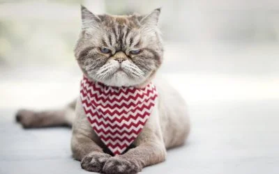 Why doesn’t my business rank on Google?